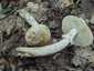 Fésűsperemű galóca (Amanita eliae), Mátra